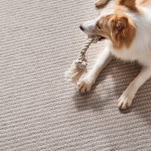 Cute puppy siting on carpet flooring | LA Carpet Warehouse, Inc